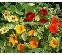 Alaska Mix Nasturtium - Tropaeolum Majus 'Alaska Mix' Flower Seeds, Edible, Dwarf Bushy Home Garden Seeds ing by Heavy Torch, 60 Seeds: Only Seeds