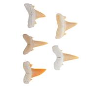 Alasum 5 Pièces Échantillon de Dent de Requin Fossile Authentique 1,5 à 2,5 Pouces