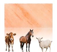 Alasum Brique de Sel Naturel pour Animaux de Ferme, Bloc à Lécher Stimulant la Salivation et Apportant des Nutriments pour Moutons et Chevaux