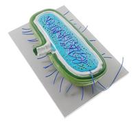 Alasum Modèle Anatomique Bactérien Réaliste en PVC Structure Détaillée, Outil Pédagogique pour Démonstrations en t Sensibilisation Scientifique