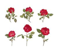 Alasum Set de Fleurs Séchées pour DIY Roses Naturelles, Accessoire à Fabriquer pour Décoration Photo et Marque-Page, Fleurs Conservant Douceur et Beauté