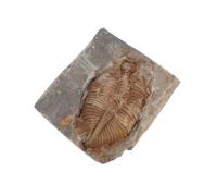 Alasum Spécimen de Fossile Trilobite Réel pour Collection et Éducation, Pierre Fossile Ancienne en Différentes Couleurs, Décoration de Bureau Scientifique