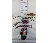Albizia jul. 'Summer Chocolate'® - Arbre à soie Summer Chocolate 40- 50 cm Conteneur