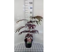 Albizia jul. 'Summer Chocolate'® - Arbre À Soie 'Summer Chocolate', Acacia De Constantinople 40-50 cm en pot