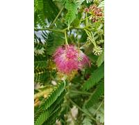 Albizia julibrissin OMBRELLA® 'Boubri' / Arbre à soie à fleurs rose/Conteneur de 3 à 4 litres