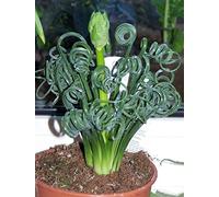 Albuca Spiralis 3 Semi di pianta stupefacente cio Twisted Leaves Molto rari * Limitata