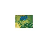 Album Vinyle Socadisc Yes - Fly From Here (Return Trip) - Édition Double Vinyle 2LP Pochette Gatefold Inclus 1 Mix Instrumental Inédit Vert et Bleu