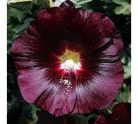 Alcea Nigra Rose trémière noire - Une grande plante vivace rustique