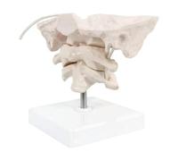 Alide Modèle Agrandi D'occiput Humain Amovible, Modèle D'os Occipital De La Colonne Cervicale Humaine, Matériau En PVC Atlas Et Axis