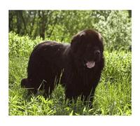 ALIEDA Diamond Painting Adultes Enfant Terre-Neuve Noire DIY 5D Diamant Peinture Kit pour Décoration de la Maison Peinture Diamant Cadeaux d'anniversaire(Size:40x60cm)