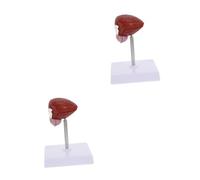 Alipis 2 Pièces Modèle Anatomique de Vessie Humaine Équipement Pédagogique pour Enseignement et Physiologie pour Écoles et Universités