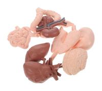 Alipis 8 pièces Modèle Anatomique Organes Humains Kit Pédagogique Réaliste pour Études de Physiologie et Enseignement Biologie Outils Cognitifs pour Écoles et Formation Médicale