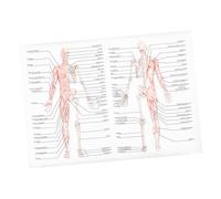 Alipis Affiche Anatomie Humaine Soie Poster Pédagogique Squelette et Muscles pour École et Laboratoire Décoration Éducative Scientifique