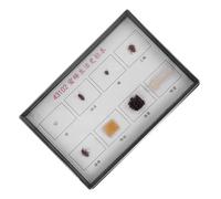 Alipis Lot de Spécimens de Abeilles pour Enseignement Scientifique Kit Éducatif Cycle de Vie des Abeilles pour Classe