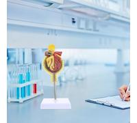 Alipis Modèle Anatomique de Glomérule Humain avec Base pour Enseignement Médical Représentation Réaliste pour Formation Physiologie Humaine