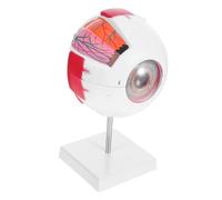 Alipis Modèle Anatomique de Œil Humain Agrandi avec Support Amovible Modèle Détachable pour Enseignement Médical et Présentation Classe