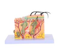 Alipis Modèle Anatomique de Peau Humaine Structure Cutanée Haute Définition 35x Agrandi en Plastique Coupe Horizontale pour Enseignement en Salle de Classe