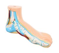 Alipis Modèle Anatomique Du Pied Vinyle Pour Enseignement De Physiologie Milieu Scolaire Et