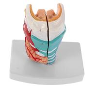Alipis Modèle Anatomique Gorge Humaine Pour Formation Médicale Avec Structure Précise Du Larynx Et Du Pharynx Conçu Pvc