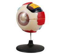 Alipis Modèle Anatomique Œil Agrandi pour Enseignement et Recherche Médicale Modèle Réaliste de Globe Oculaire Éducatif