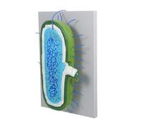Alipis Modèle Cellule Animale Agrandie avec Noyau Détail Précis Résistant pour Enseignement Biologie Science
