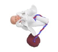 Alipis Modèle de Bassin Pelvien Féminin avec Fœtus et Placenta pour Simulation Accouchement Formation Médicale et Démonstration Du Processus de Travail pour Écoles Obstétriques