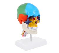Alipis Modèle de crâne coloré modèle de crâne humain modèles d'anatomie modèle de crâne détachable modèle de crâne anatomique modèle tête de mort Anatomie du modèle de crâne PVC