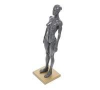 Alipis Modèle De Crâne De De Dessin Modèle D'Anatomie Du Corps Mini Modèle Anatomique De Muscle Mini Modèle De Système Musculaire Modèle De Dessin Couleur Aléatoire