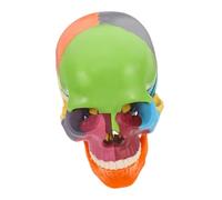 Alipis modèle de crâne modèle de cerveau crâne humain figure d'anatomie modèle de figure de dessin modèle anatomique modèle d'anatomie du crâne accessoire de crâne petits crânes Plastique