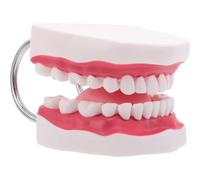 Alipis Modèle de dents dentaires Modèle de prothèse orthodontique Typodont avec langue et gencives pour la pratique et les démonstrations pédagogiques