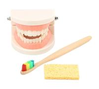 Alipis ModèLe De Dents Educatif Avec Brosse IntéGréE Et MâChoire ArticuléE Kit PéDagogique Pour Enseignement Des Soins Dentaires Enfants Outils Educatifs Dentaire