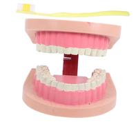 Alipis Modèle Modèle De Dent Équipement De Laboratoire Scientifique Modèle De Bouche De Brossage Des Dents Modèle De Prothèse Pour L'Enseignement
