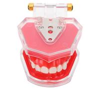 Alipis Modèle Pédagogique Amovible pour Entraînement Buccal Simulation Réaliste sans Dents de Sagesse Modèle Démonstration pour Garçon Fille et Adultes