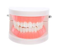 Alipis Modèle Pédagogique Standard pour Garçon Fille et Adultes Simulation Dents Lait pour Apprentissage et Démonstration des Soins Buccaux