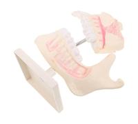 Alipis Modèle Plastique pour Débutants Réaliste et Stable avec Détails Précis pour Enseignement et Préparation Aux Examens