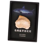 Alipis Ornement de Bureau Forme de Dents Fossiles de Requin Décoration Pédagogique Paléontologie Accessoire Unique pour Enseigner la Géologie Boîte de Rangement Incluse