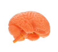 Alipis Outil Éducatif Anatomique pour Enseignement des Fonctions Psychologie et Sciences pour Écoles et Institutions