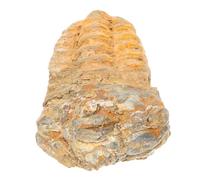 Alipis Trilobite Fossile Éducatif Pierre pour Enseignement et Décoration de Salle de Naturel de Accessoire de Paléontologie