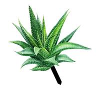 Alipis Tuteur de Jardin en Acrylique Vert de Tournesol, Décoration Extérieure pour Pelouse et Jardin, Ornement Inséré pour Décoration à Aloès, Style Vivant et Attrayant
