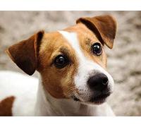 ALKOY 1000 Pièces Puzzles Adultes, Série Animale Jack Russell Terrier Ensemble de Puzzle Familial En Bois, Défi Cerveau Pour Enfants Jeux de Puzzle, Puzzles Intellectuels D'Éducation Parent-Enfant, Dé