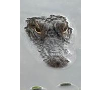 Alligator In Pond Gratitude Journal: large hard cover (6 x 9) lined 100 page photo wildlife lake Charleston SC reptile alligator