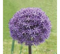 Allium aflatunense 'Gladiator' / Ail d'Aflatun Géant/Conteneur de 1 à 1.9 litres/Vivace