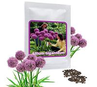 Allium giganteum 30 Graines - Ail d'ornement géant - violette - Belle Graines de fleurs