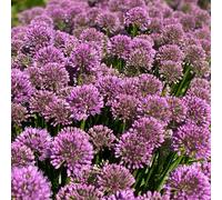Allium Millenium - Ail d'ornement rustique pour l'extérieur