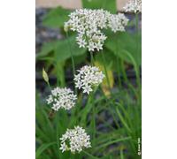 Allium neapolitanum (Multi-bulbe) / Ail de Naples/Conteneur de 1 à 1.9 litres/Vivace bulbeuse/Comestible
