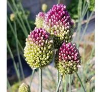 Allium sphaerocephalon (Multi-Bulbe) / Ail à tête ronde/Godet/Vivace