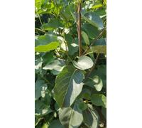 Alnus cordata/Aulne cordé/Conteneur de 5 à 6 litres/Baliveaux
