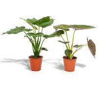 Alocasia Cucullata - Ø19cm - ↕60cm + Alocasia Wentii - Ø19cm - ↕60cm