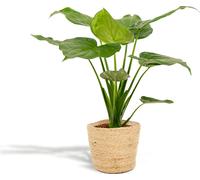Alocasia Cucullata - Feuille de flèche - Plante d'intérieur - Ø19 cm - ↕65 cm - Avec panier Selin - Oreille d'éléphant - Purificateur d'air - Flair tropical