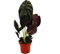 Alocasia cuprea "Red Secret" - Arum Tropical - Alocasia - Feuille Flèche Métallique - Red Secret - pot 12cm